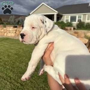 Patchy the pirate, Dogo Argentino Puppy